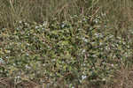 Tropical Mexican clover